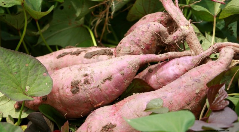 Heat-Tolerant Vegetables: Grow a Bountiful Harvest in Summer