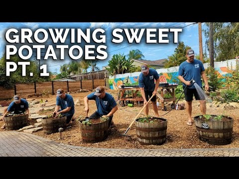 Heat-Tolerant Vegetables: Grow a Bountiful Harvest in Summer