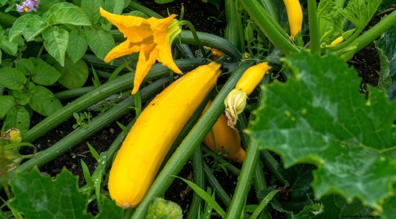 Heat-Tolerant Vegetables: Grow a Bountiful Harvest in Summer