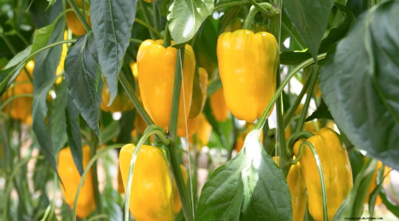 Heat-Tolerant Vegetables: Grow a Bountiful Harvest in Summer