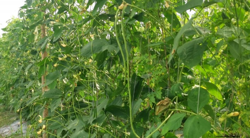 Heat-Tolerant Vegetables: Grow a Bountiful Harvest in Summer