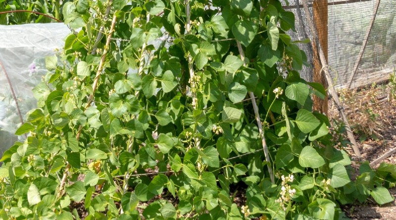 Heat-Tolerant Vegetables: Grow a Bountiful Harvest in Summer