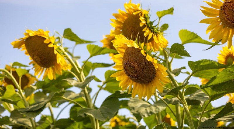 Heat-Tolerant Vegetables: Grow a Bountiful Harvest in Summer
