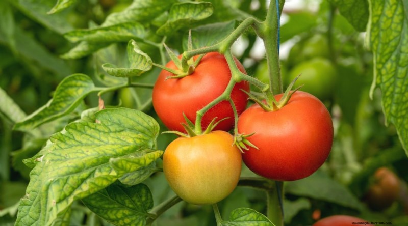 Heat-Tolerant Vegetables: Grow a Bountiful Harvest in Summer