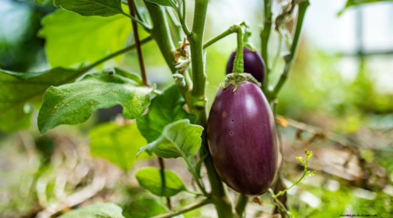 Heat-Tolerant Vegetables: Grow a Bountiful Harvest in Summer