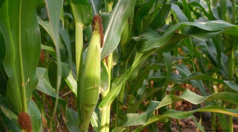 Heat-Tolerant Vegetables: Grow a Bountiful Harvest in Summer