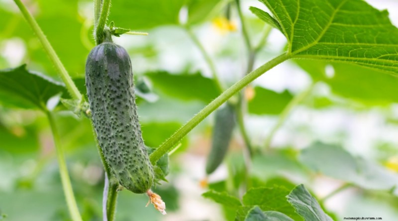 Heat-Tolerant Vegetables: Grow a Bountiful Harvest in Summer