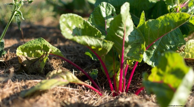Heat-Tolerant Vegetables: Grow a Bountiful Harvest in Summer