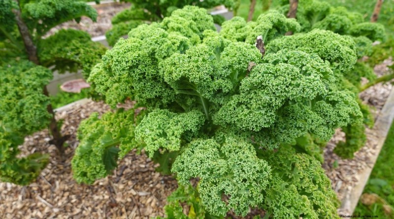 Heat-Tolerant Vegetables: Grow a Bountiful Harvest in Summer