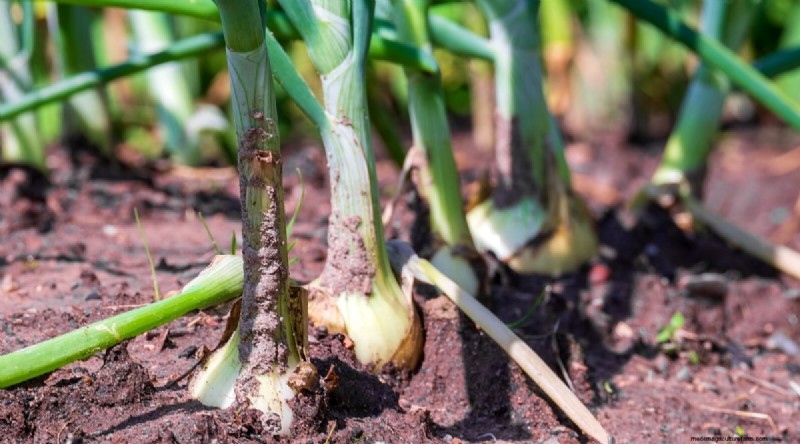 Heat-Tolerant Vegetables: Grow a Bountiful Harvest in Summer