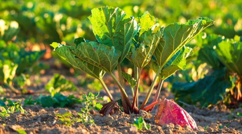 Heat-Tolerant Vegetables: Grow a Bountiful Harvest in Summer