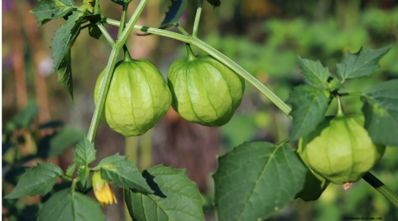 Heat-Tolerant Vegetables: Grow a Bountiful Harvest in Summer