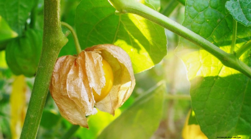 Heat-Tolerant Vegetables: Grow a Bountiful Harvest in Summer
