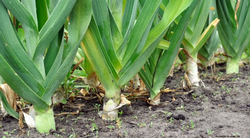 Heat-Tolerant Vegetables: Grow a Bountiful Harvest in Summer