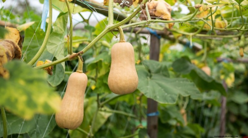 Heat-Tolerant Vegetables: Grow a Bountiful Harvest in Summer