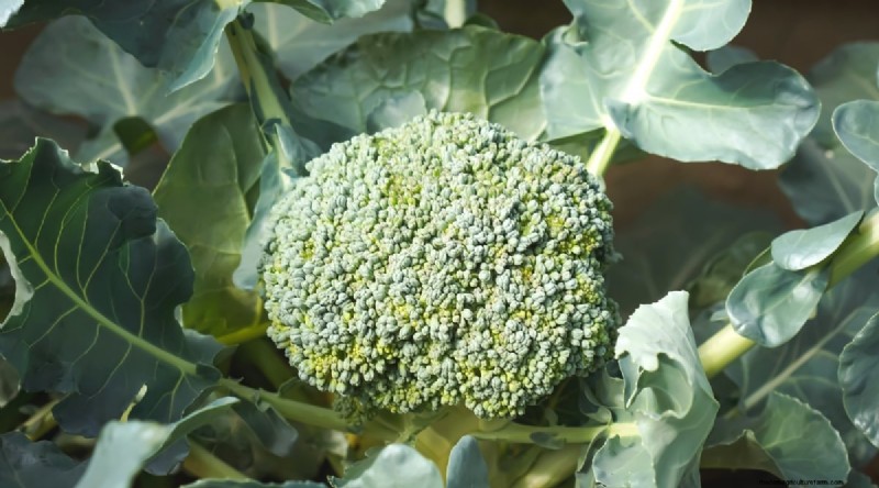 Heat-Tolerant Vegetables: Grow a Bountiful Harvest in Summer