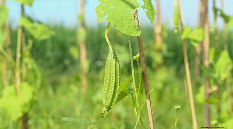 Heat-Tolerant Vegetables: Grow a Bountiful Harvest in Summer