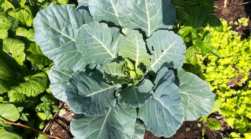 Heat-Tolerant Vegetables: Grow a Bountiful Harvest in Summer