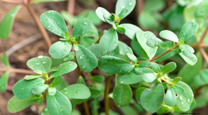 Heat-Tolerant Vegetables: Grow a Bountiful Harvest in Summer