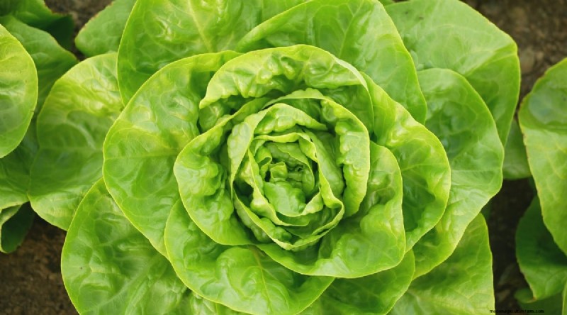 Heat-Tolerant Vegetables: Grow a Bountiful Harvest in Summer