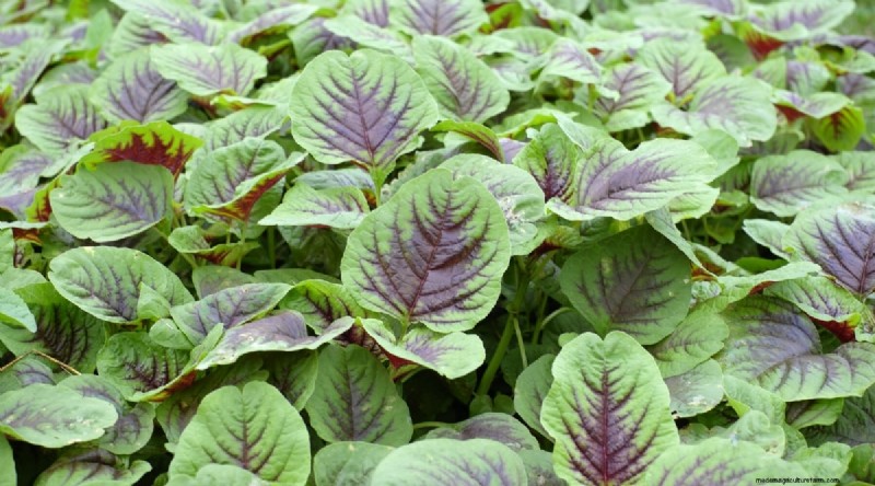 Heat-Tolerant Vegetables: Grow a Bountiful Harvest in Summer