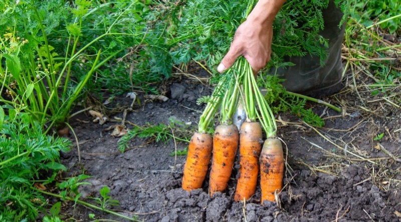 Heat-Tolerant Vegetables: Grow a Bountiful Harvest in Summer