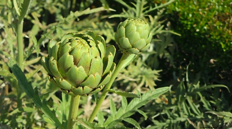 Blackberry Companion Planting: 13 Plants to Avoid