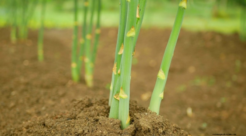 Blackberry Companion Planting: 13 Plants to Avoid
