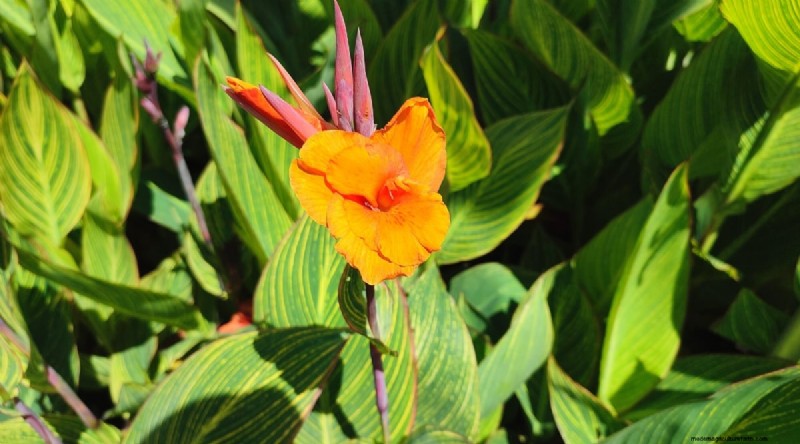 Blackberry Companion Planting: 13 Plants to Avoid