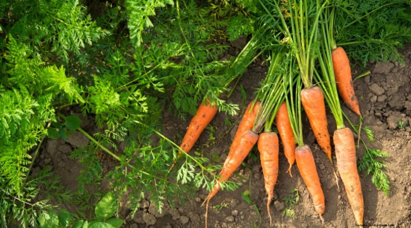 Blackberry Companion Planting: 13 Plants to Avoid