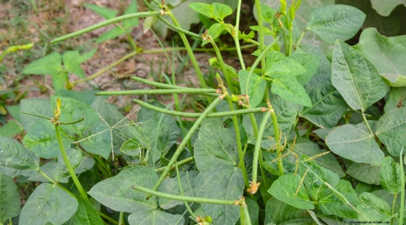 Blackberry Companion Planting: 13 Plants to Avoid