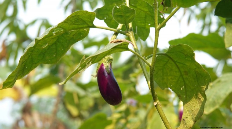 Blackberry Companion Planting: 13 Plants to Avoid