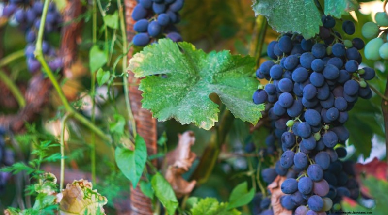Blackberry Companion Planting: 13 Plants to Avoid
