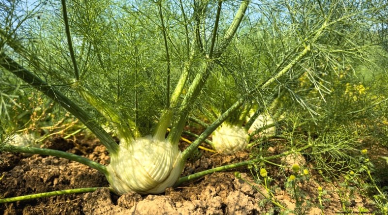 Blackberry Companion Planting: 13 Plants to Avoid