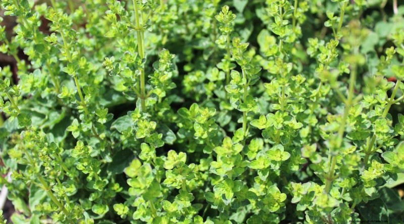 Blackberry Companion Planting: 13 Plants to Avoid