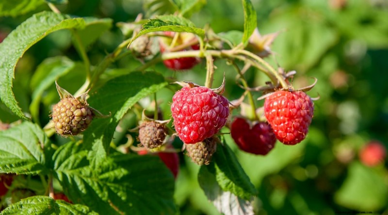 Blackberry Companion Planting: 13 Plants to Avoid