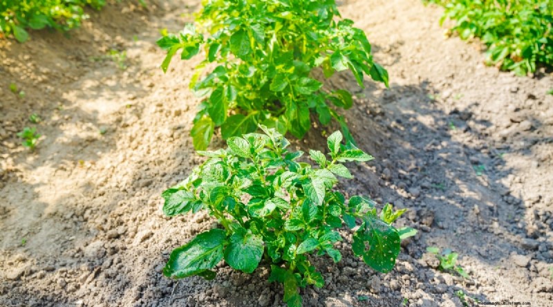 Blackberry Companion Planting: 13 Plants to Avoid