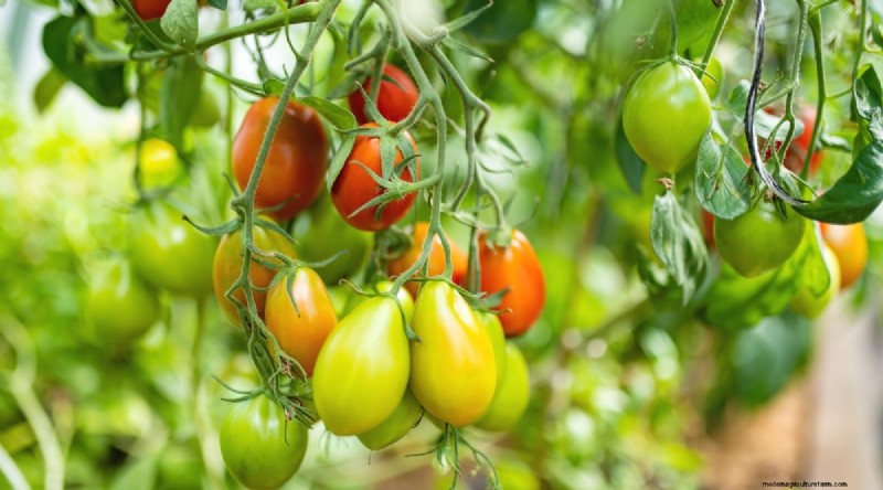 Blackberry Companion Planting: 13 Plants to Avoid