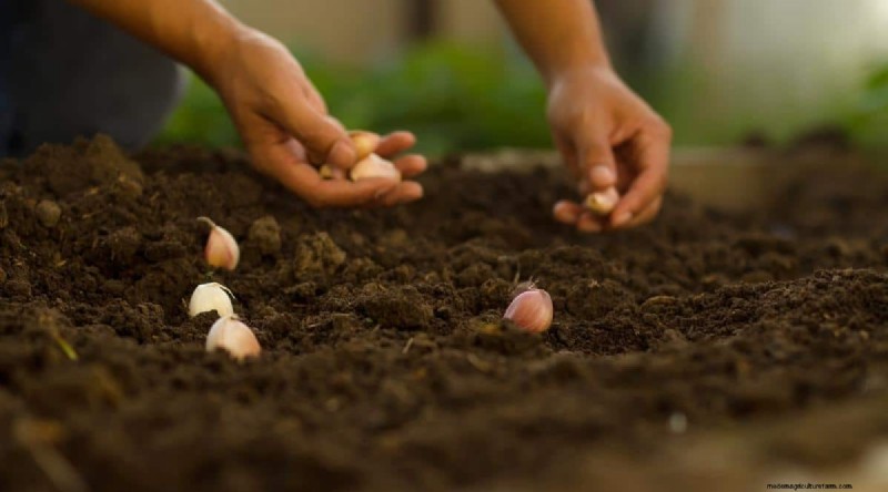 Fall Garlic Planting Guide: Maximize Your Harvest