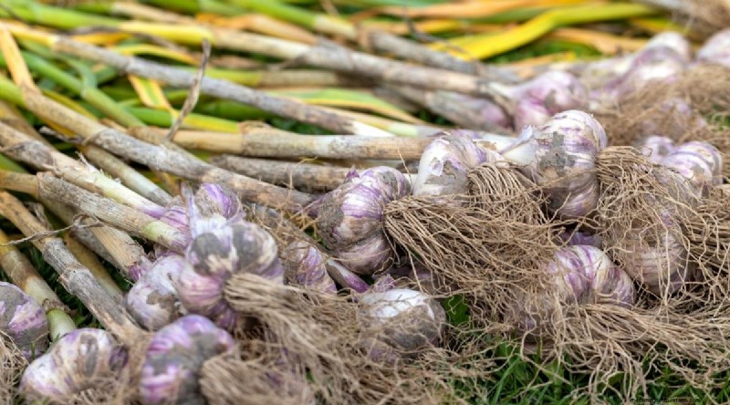 Fall Garlic Planting Guide: Maximize Your Harvest