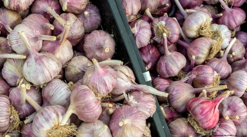 Fall Garlic Planting Guide: Maximize Your Harvest