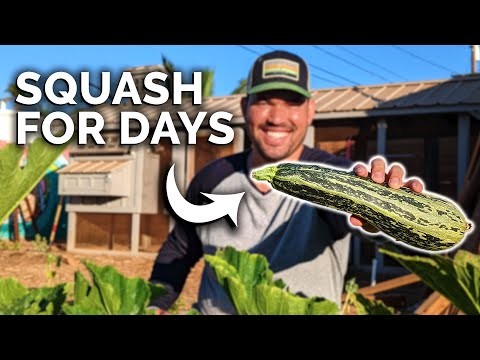 Zucchini Growth Stages: A Complete Guide to Fast-Growing Summer Squash
