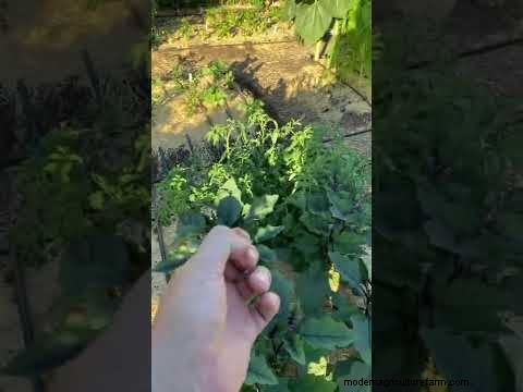 Zucchini Growth Stages: A Complete Guide to Fast-Growing Summer Squash