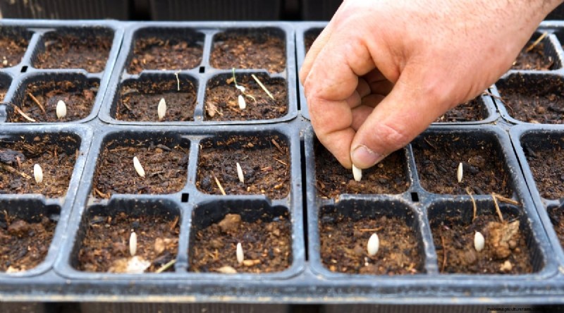 Zucchini Growth Stages: A Complete Guide to Fast-Growing Summer Squash