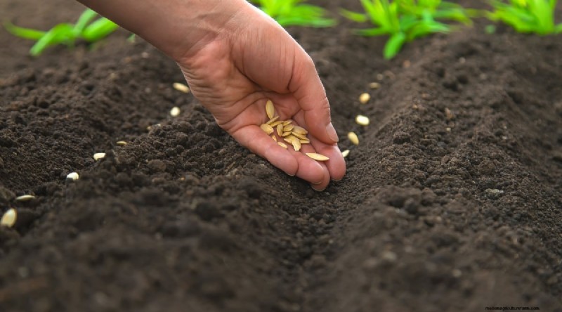 Zucchini Growth Stages: A Complete Guide to Fast-Growing Summer Squash