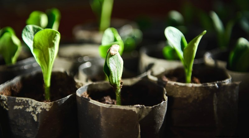 Zucchini Growth Stages: A Complete Guide to Fast-Growing Summer Squash
