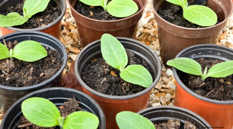 Zucchini Growth Stages: A Complete Guide to Fast-Growing Summer Squash