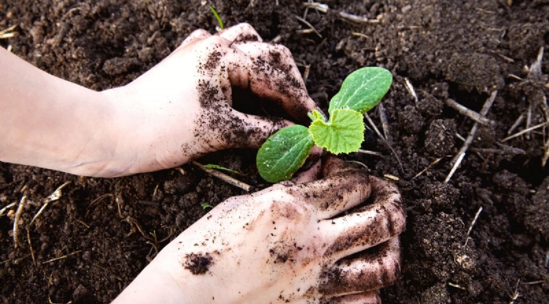 Zucchini Growth Stages: A Complete Guide to Fast-Growing Summer Squash