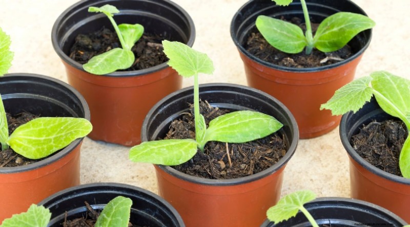 Zucchini Growth Stages: A Complete Guide to Fast-Growing Summer Squash