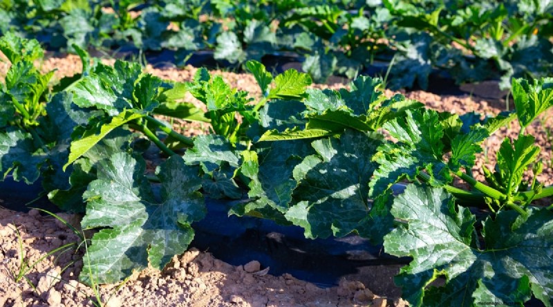 Zucchini Growth Stages: A Complete Guide to Fast-Growing Summer Squash